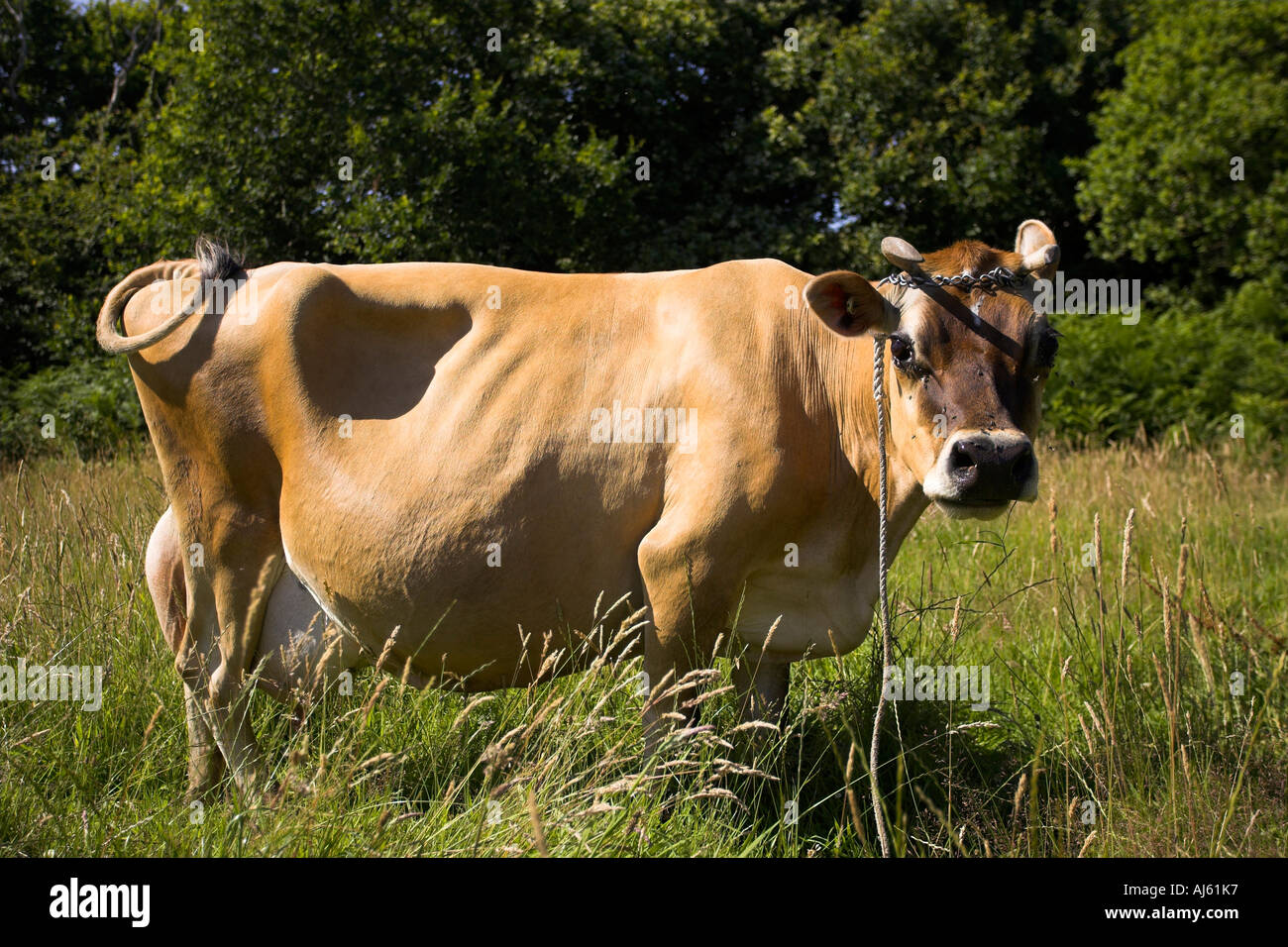 Jersey cows horns hires stock photography and images Alamy