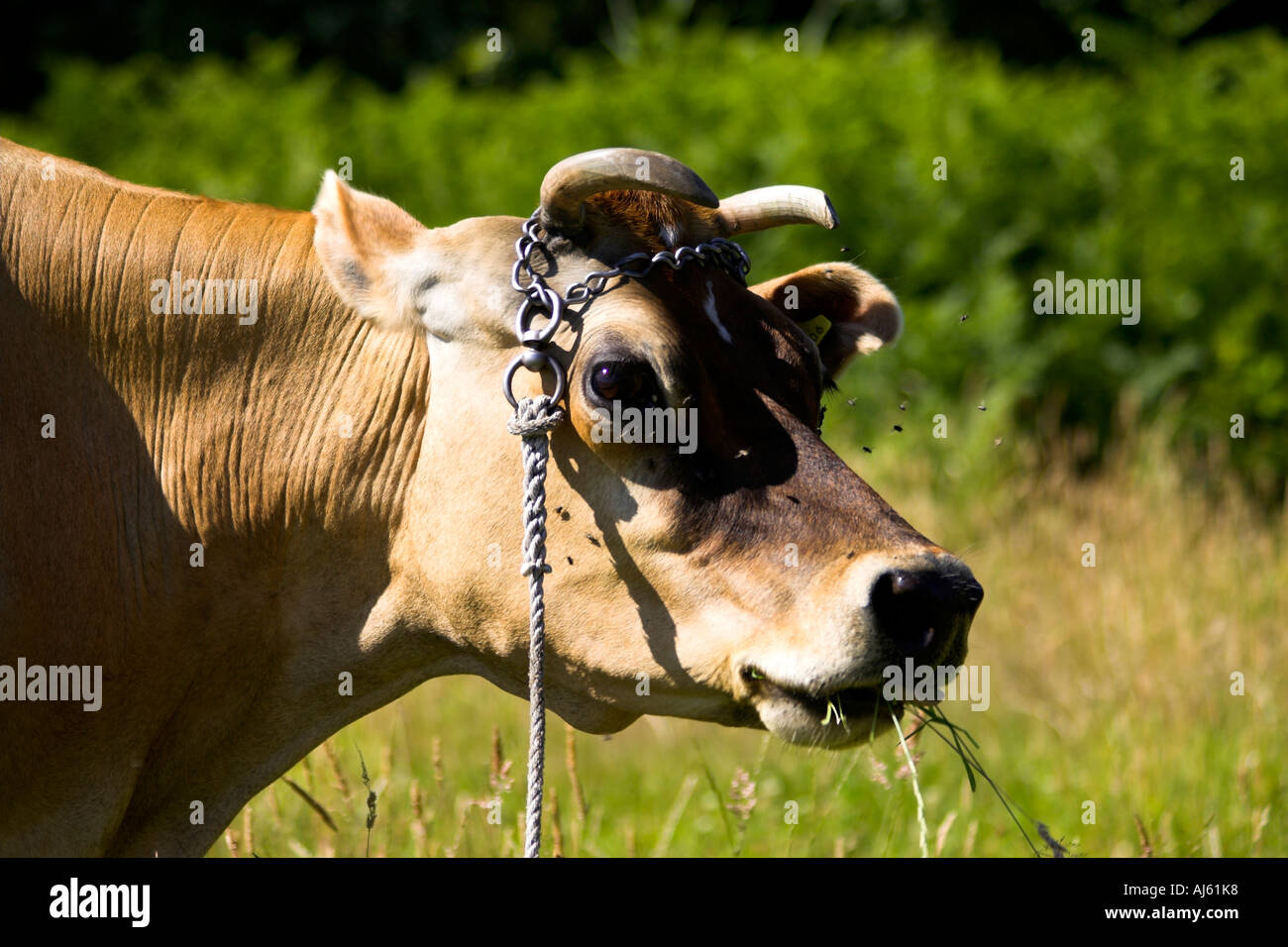 Jersey cows horns hires stock photography and images Alamy