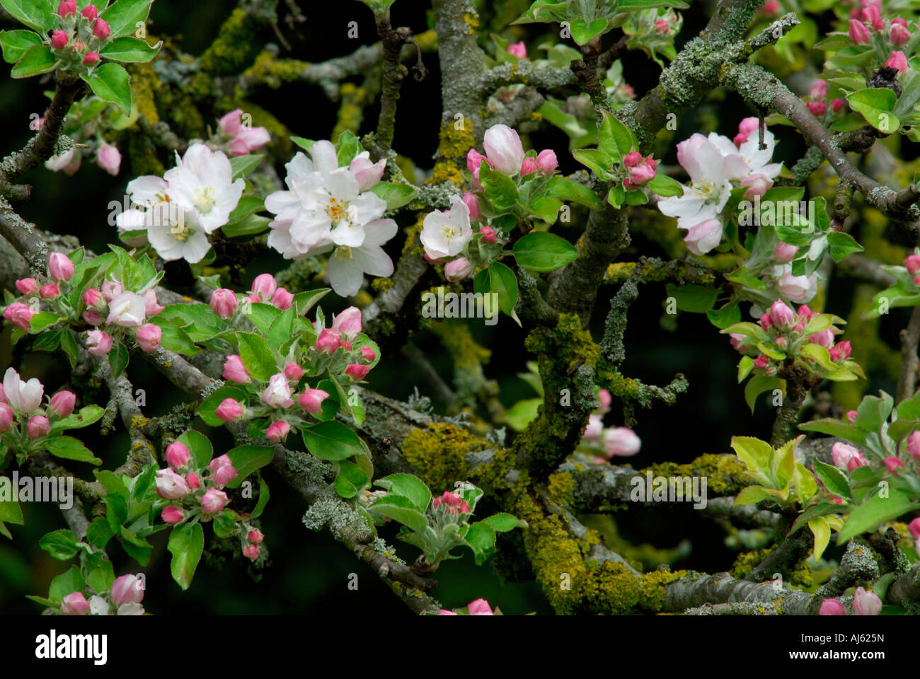 Malus domestica - Apple tree blossom. Stock Photo