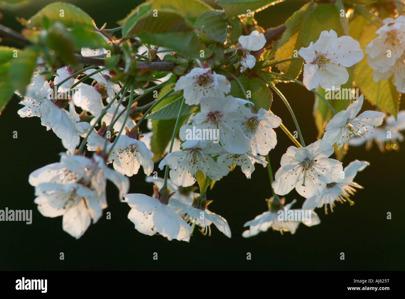 Prunus avium - Cherry tree blossom. Stock Photo