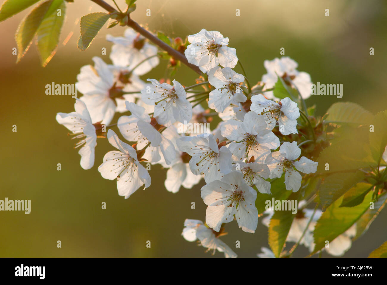 Prunus avium - Cherry tree blossom. Stock Photo
