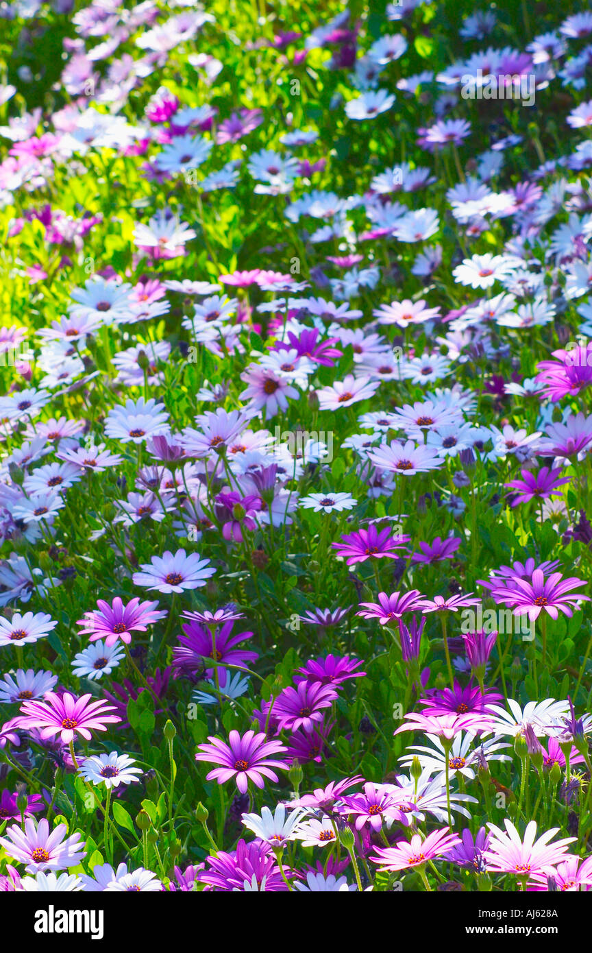 flower field Stock Photo