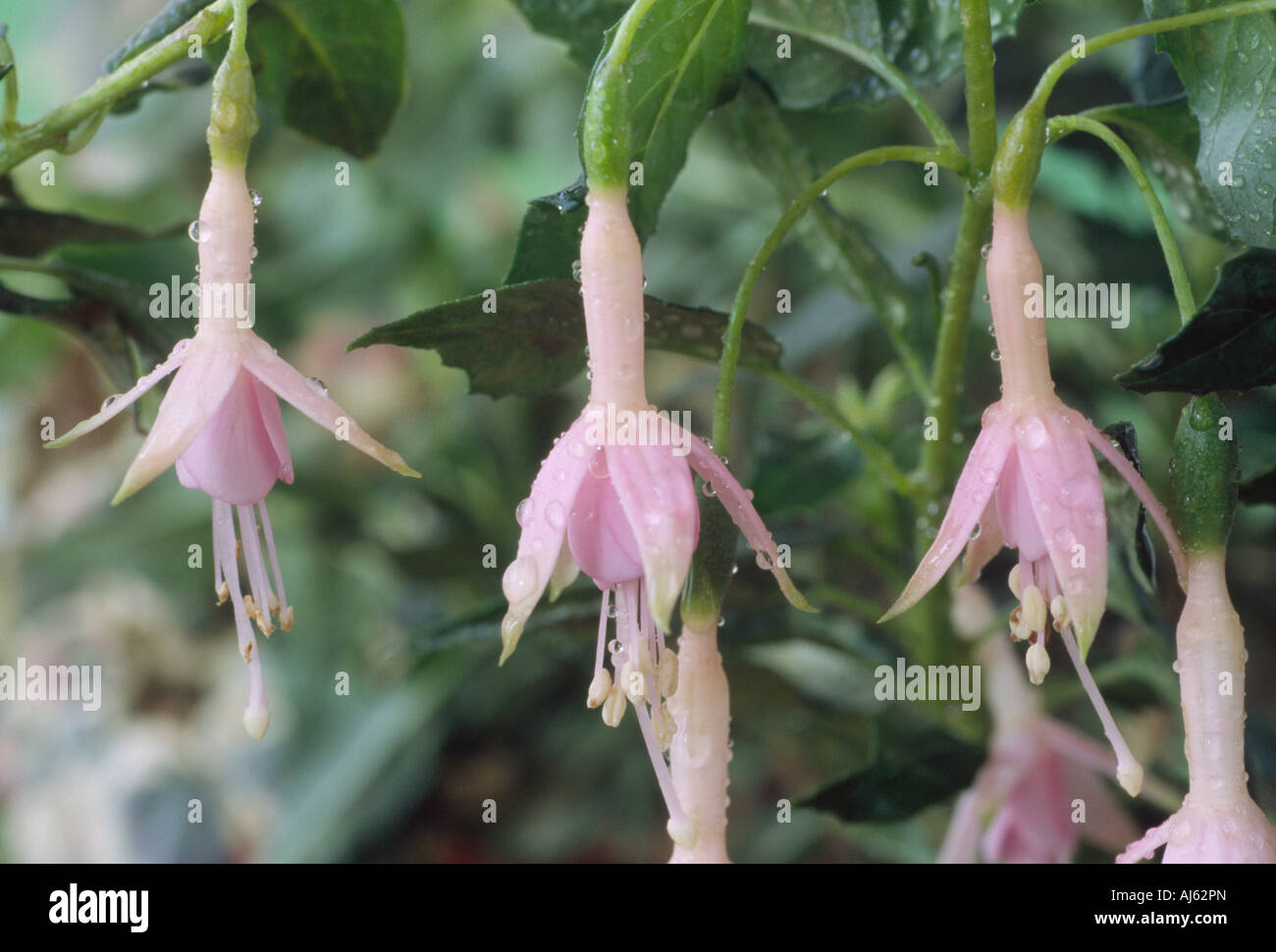 Fuchsia 'Whiteknights Pearl' AGM Close up of three pale pink and white fuchsia flowers. Stock Photo