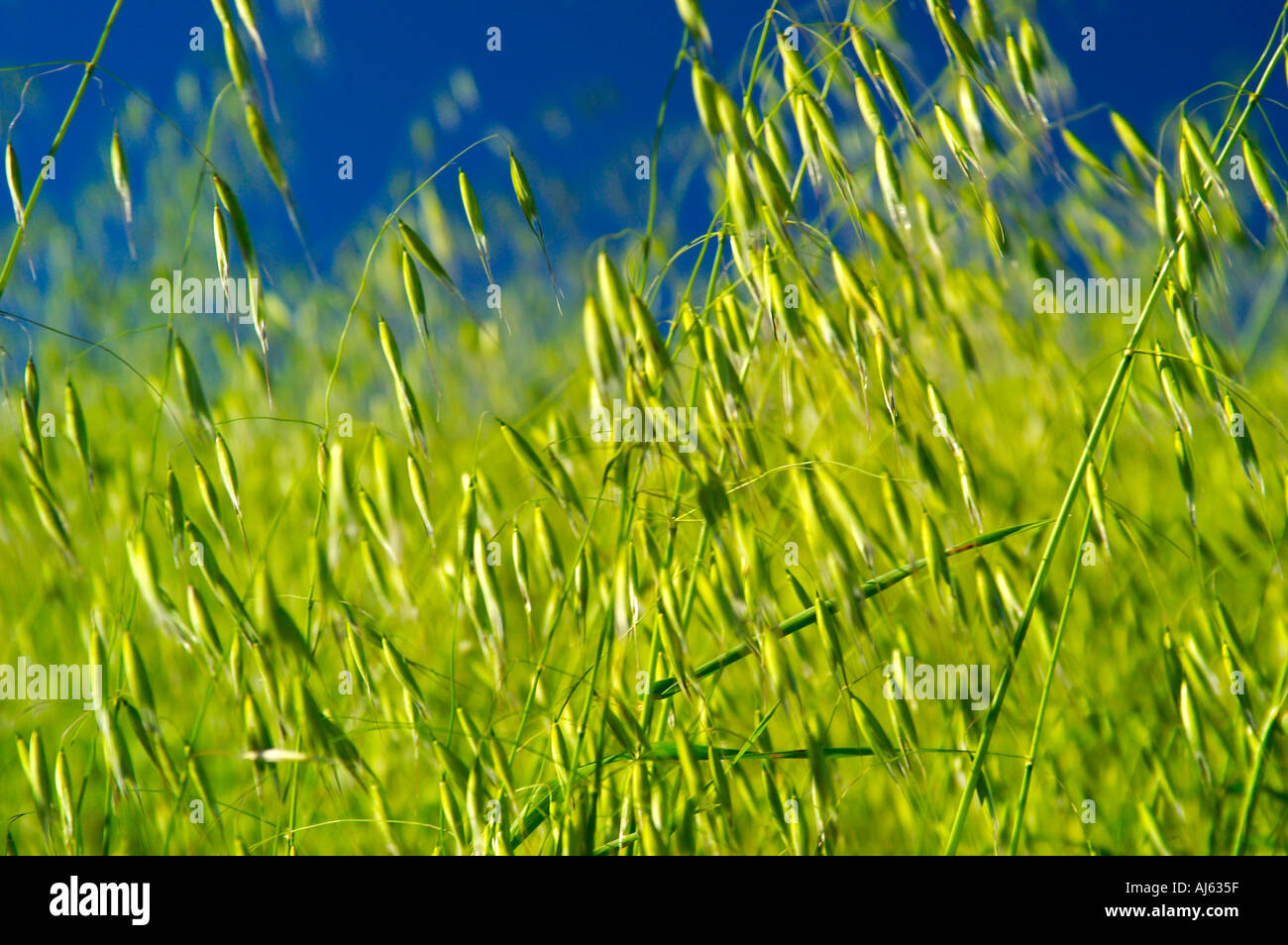 spring wild grass Stock Photo