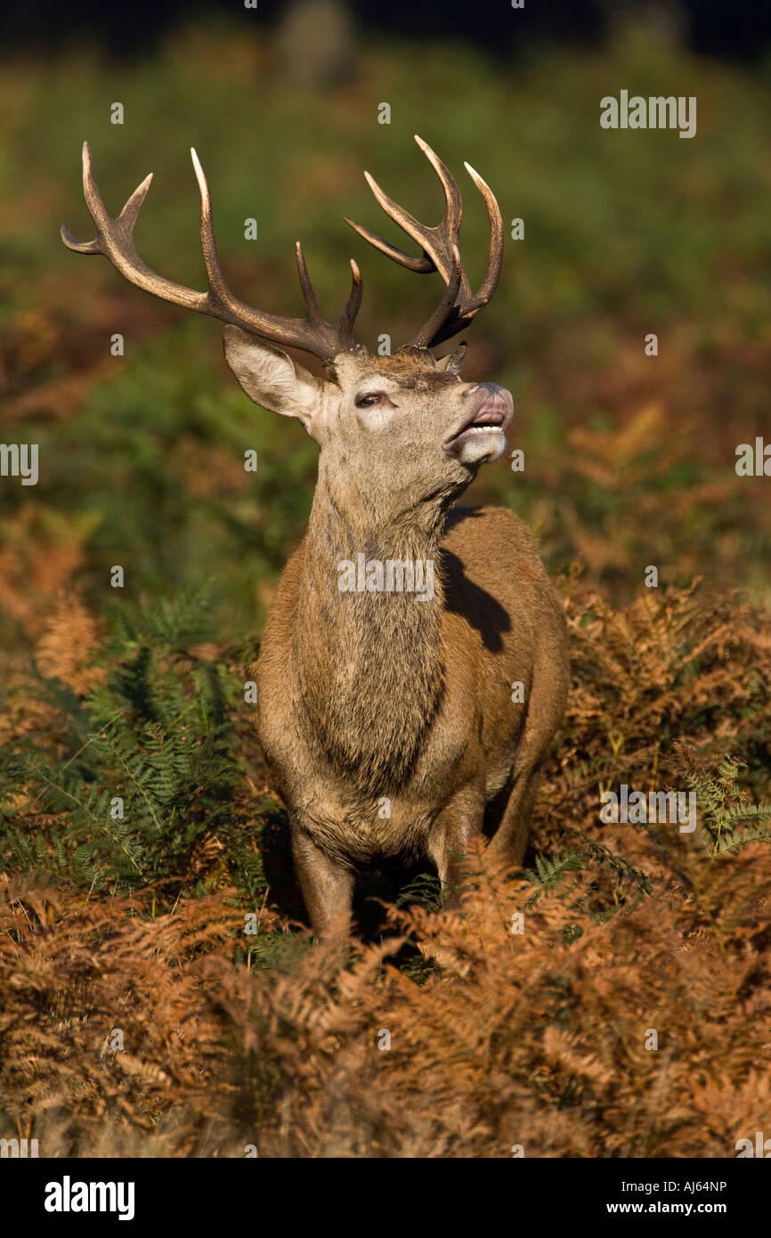 Red deer Cervus elaphus stag standing looking alert in autumnal bracken Richmond park London Stock Photo
