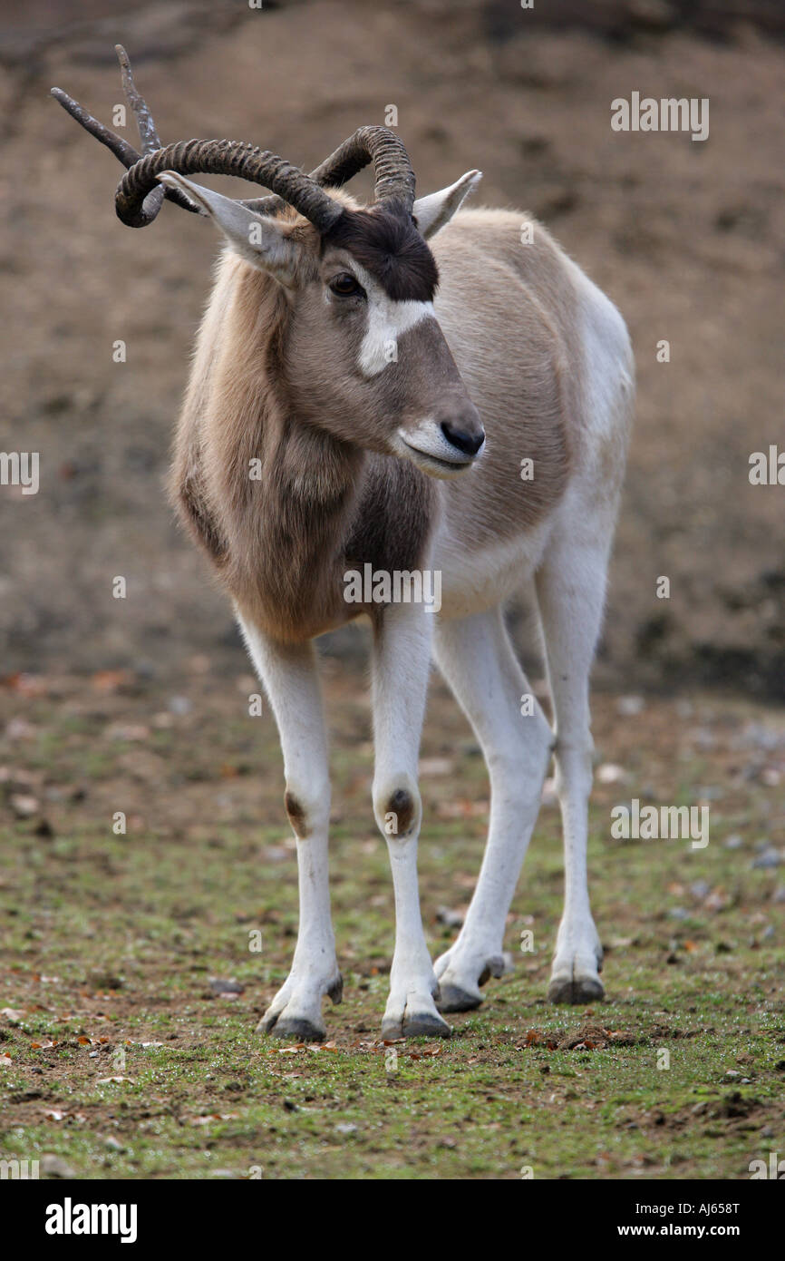 Addax antelope - Addax nasomaculatus Stock Photo