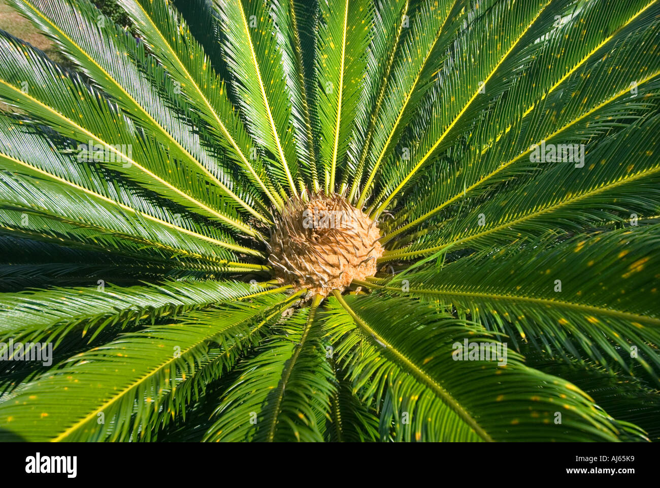Cycas revoluta palmfern fern palm tree  Cycadales Cycadopsida Cycadophyta Cycad Cycas Sago Palm SAMOA South Sea Stock Photo