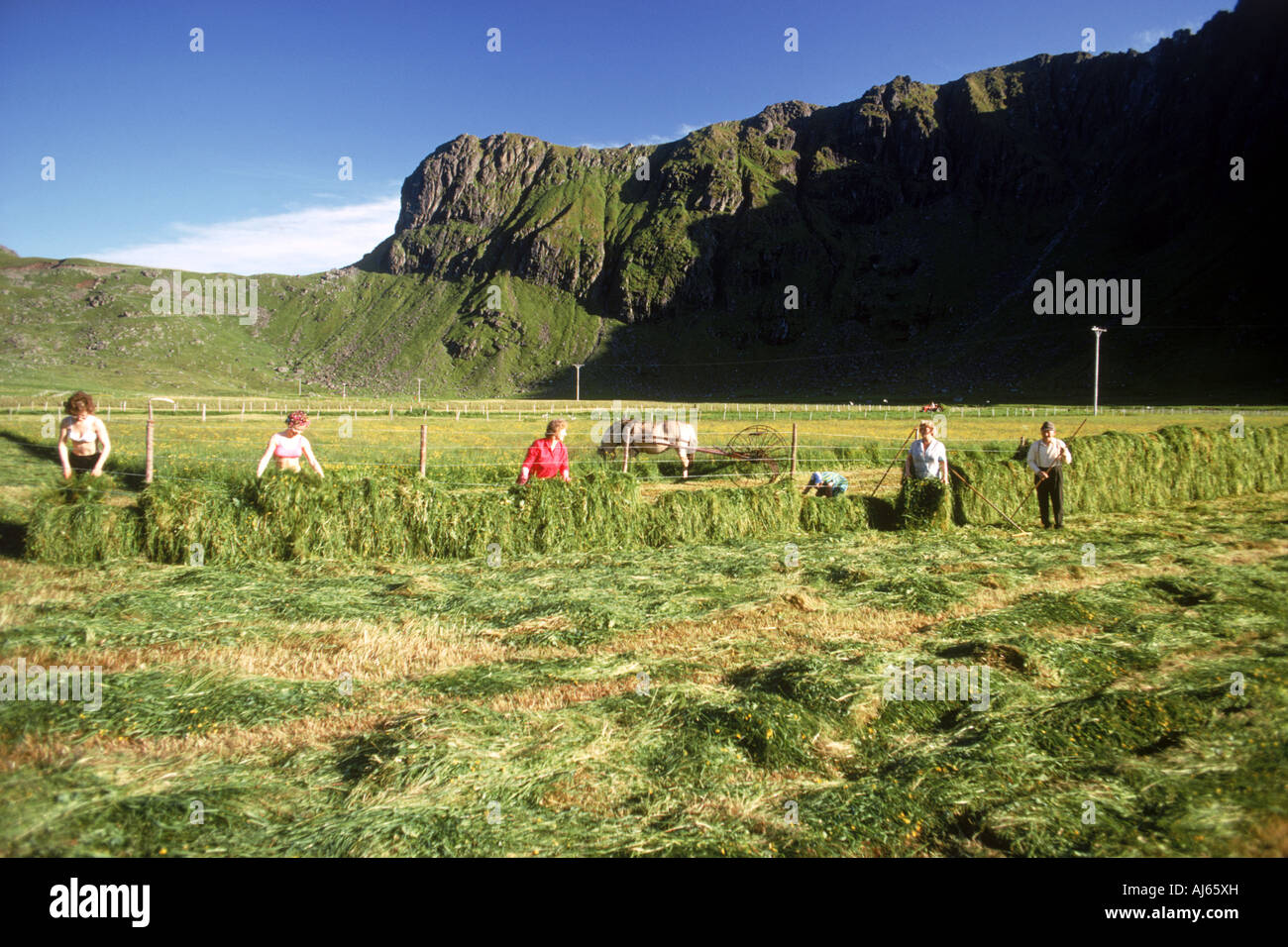 Family in Lofoten Islands off Northern Norway during summer harvest season Stock Photo