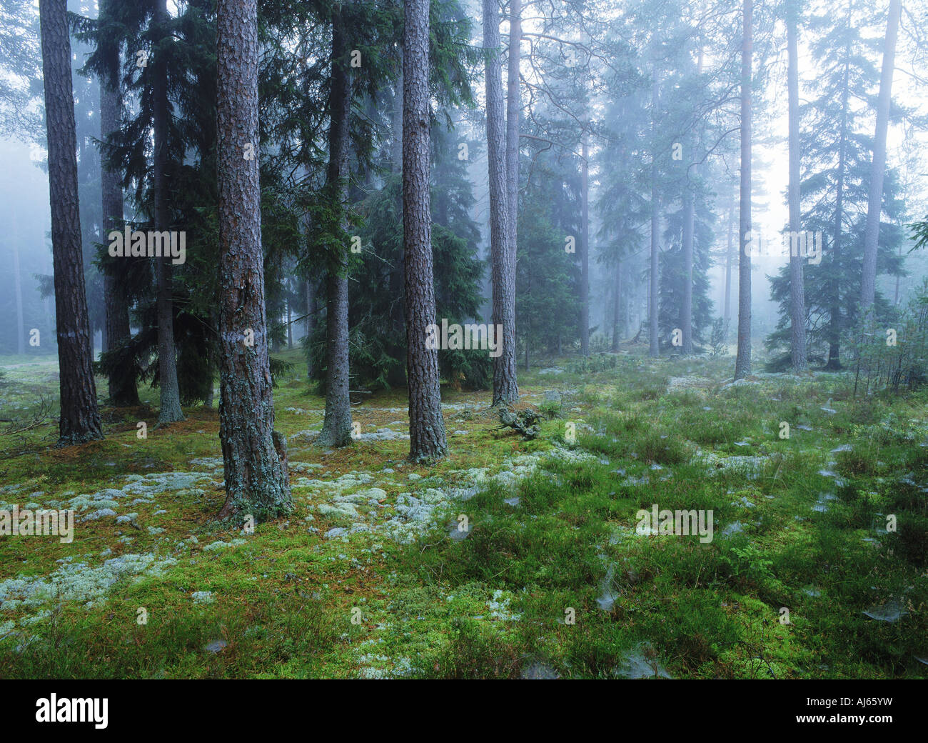 Old growth forest in Sweden in misty morning light Stock Photo