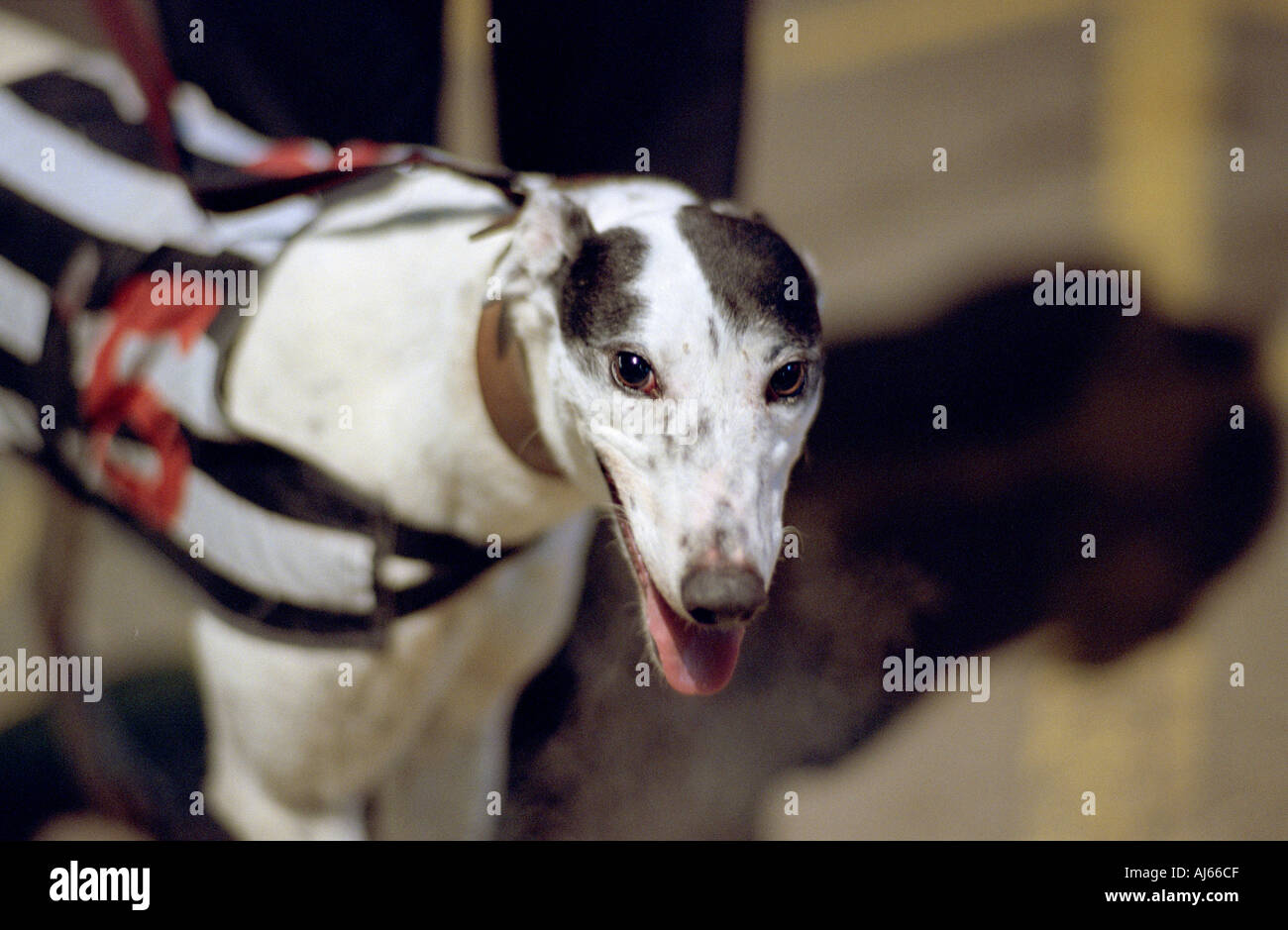 Tired Greyhound After Race Breathing Heavily Stock Photo