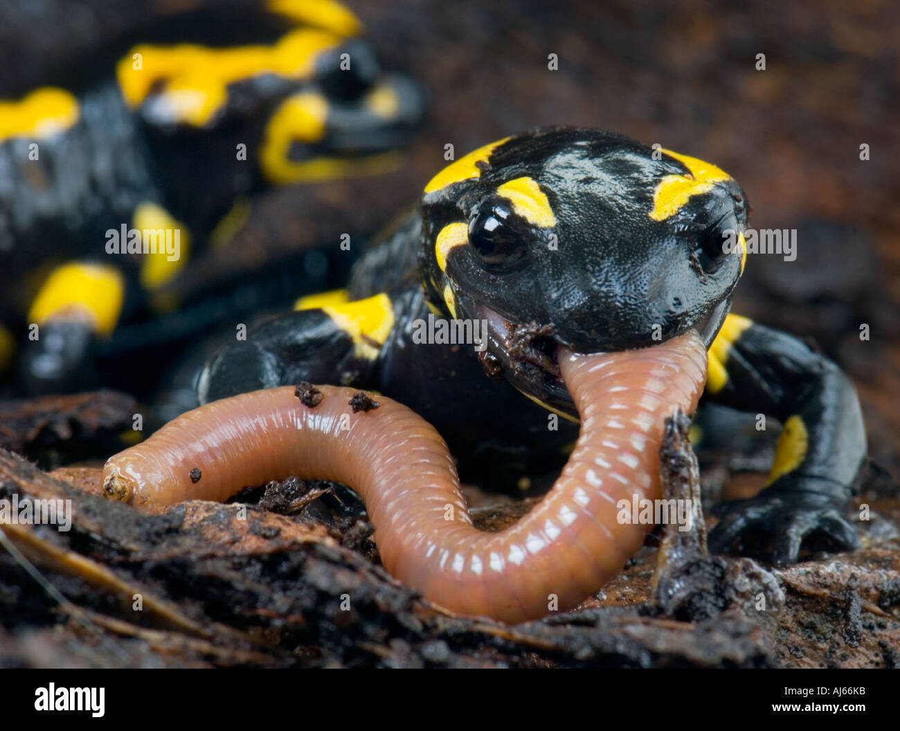 firesalamander fire salamander Salamandra salamandra alpine the true