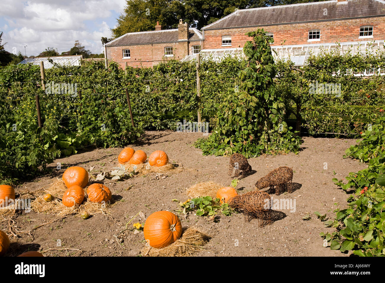 UK Kent Deal Walmer Castle pumpkins growing in the kitchen garden Stock Photo