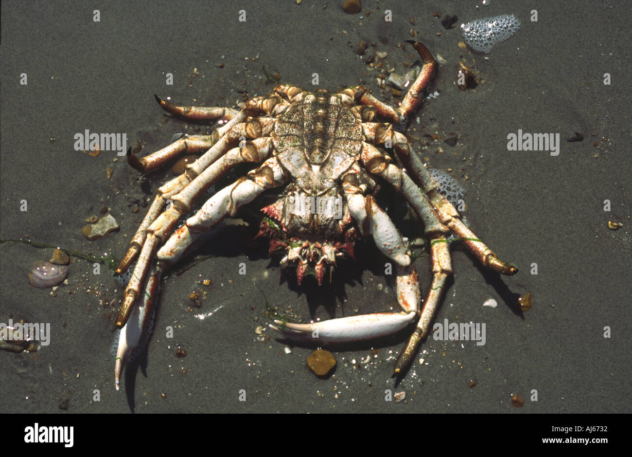 Dead Crab on Beach Hayling Island Hamsphire UK Stock Photo