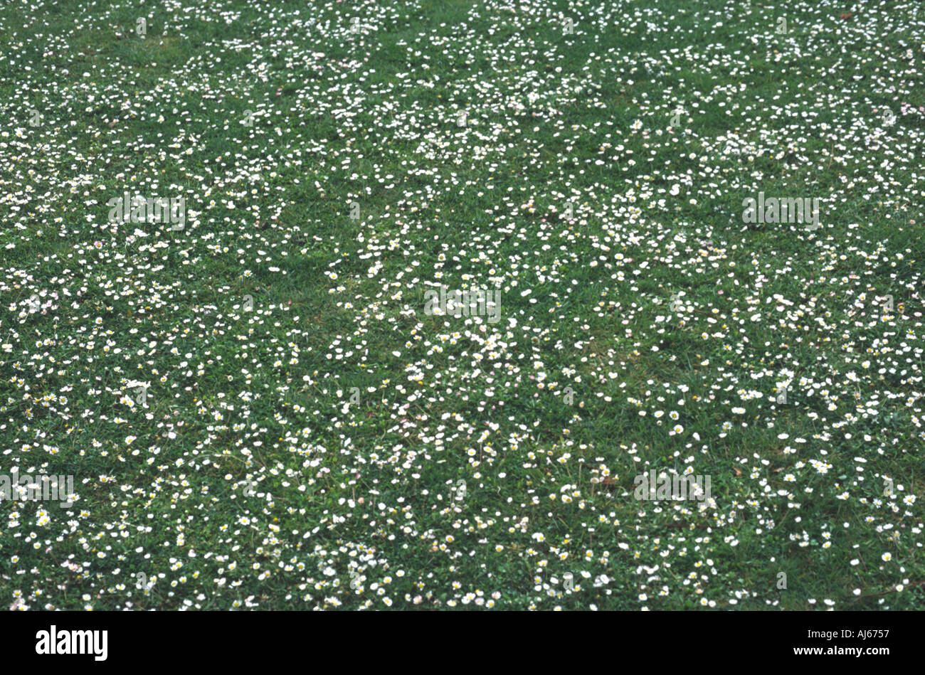 Grass Covered With Daisies England UK Stock Photo
