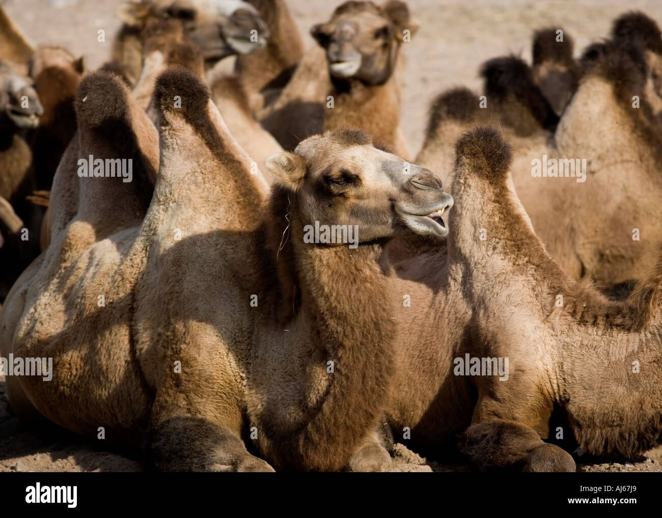 Bactrian camels Stock Photo