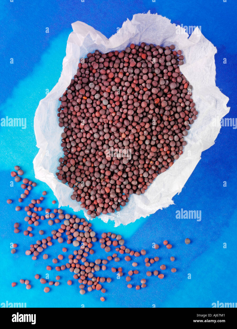 BROWN MUSTARD SEEDS Stock Photo Alamy