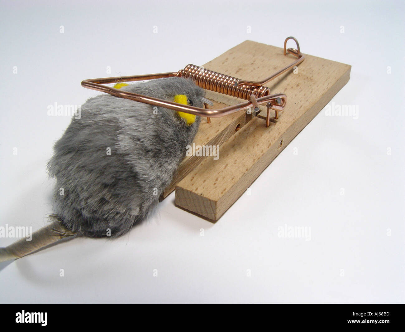 Mouse in the mousetrap symbol for into the trap go Losing transaction Stock Photo