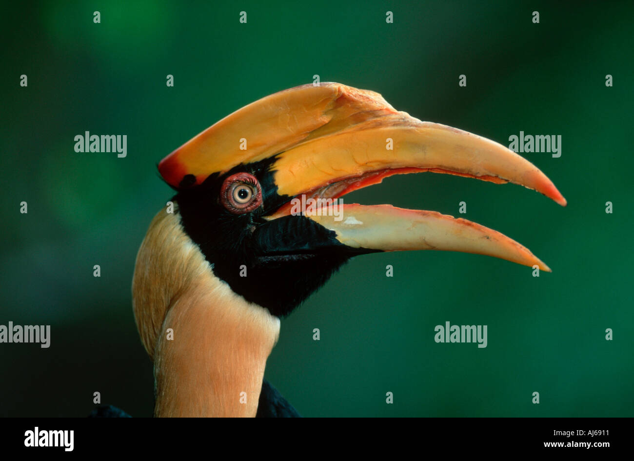 Great Indian Hornbill Buceros bicornis Stock Photo