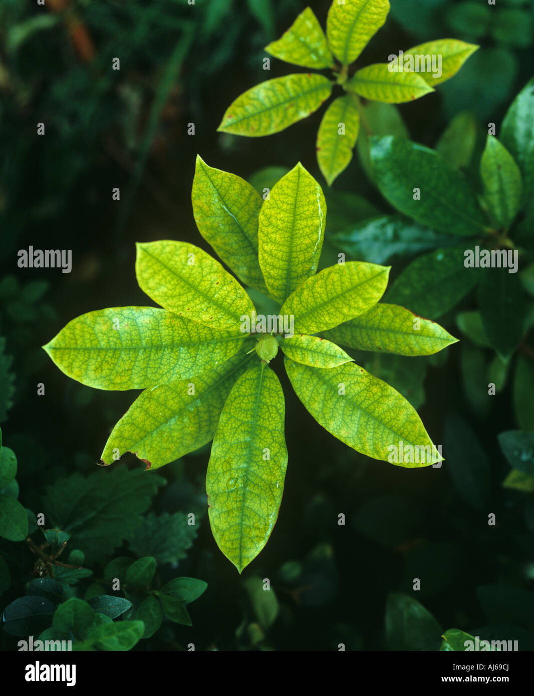 Lime induced iron Fe deficiency in a Rhdodendron plants leaves Stock Photo