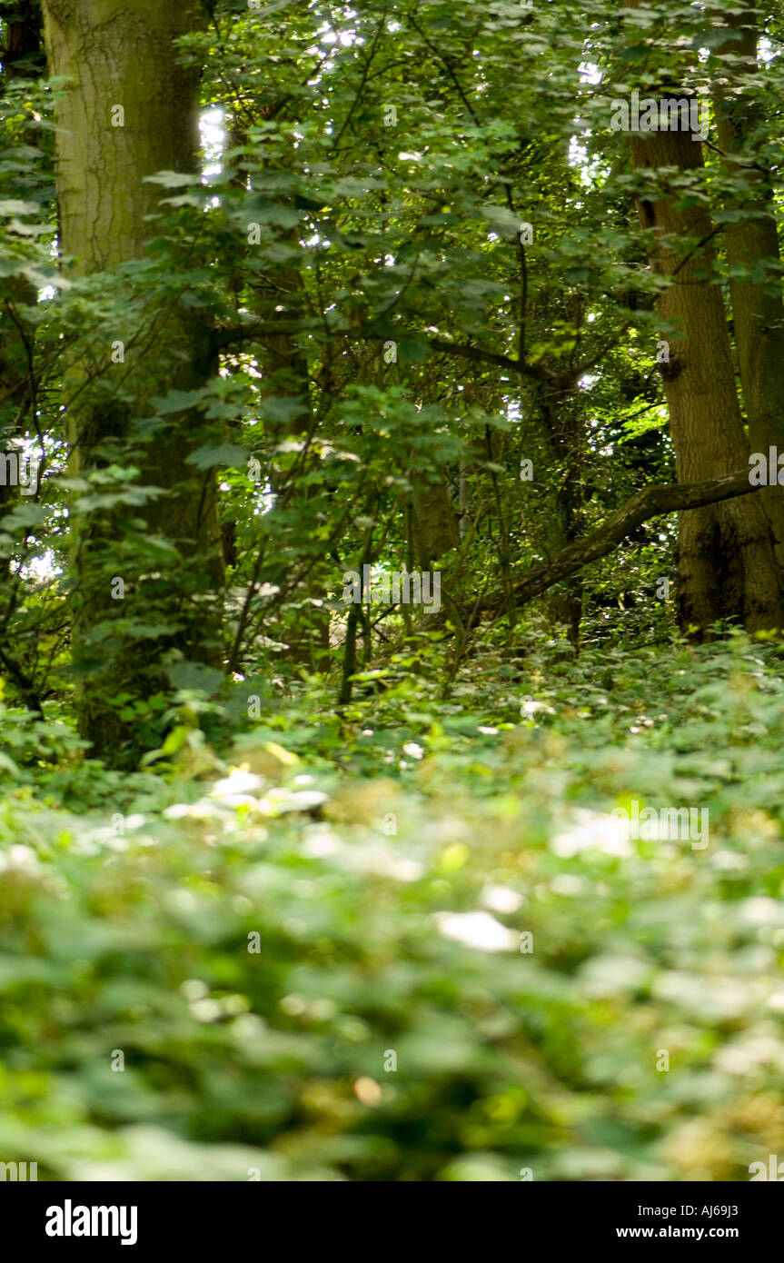 Cawston Woods, Rugby Stock Photo Alamy