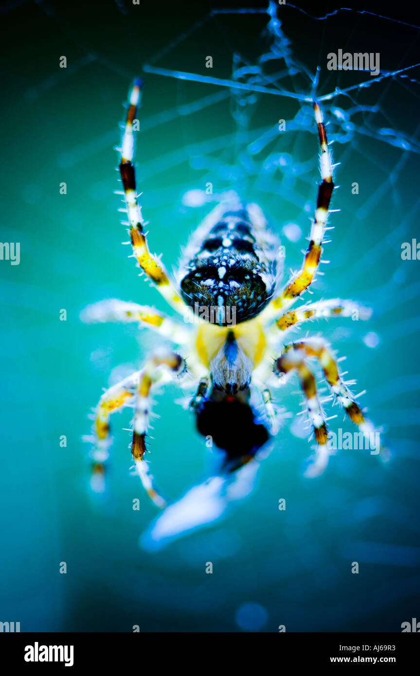 Spider eating a wasp caught in it's web Stock Photo - Alamy