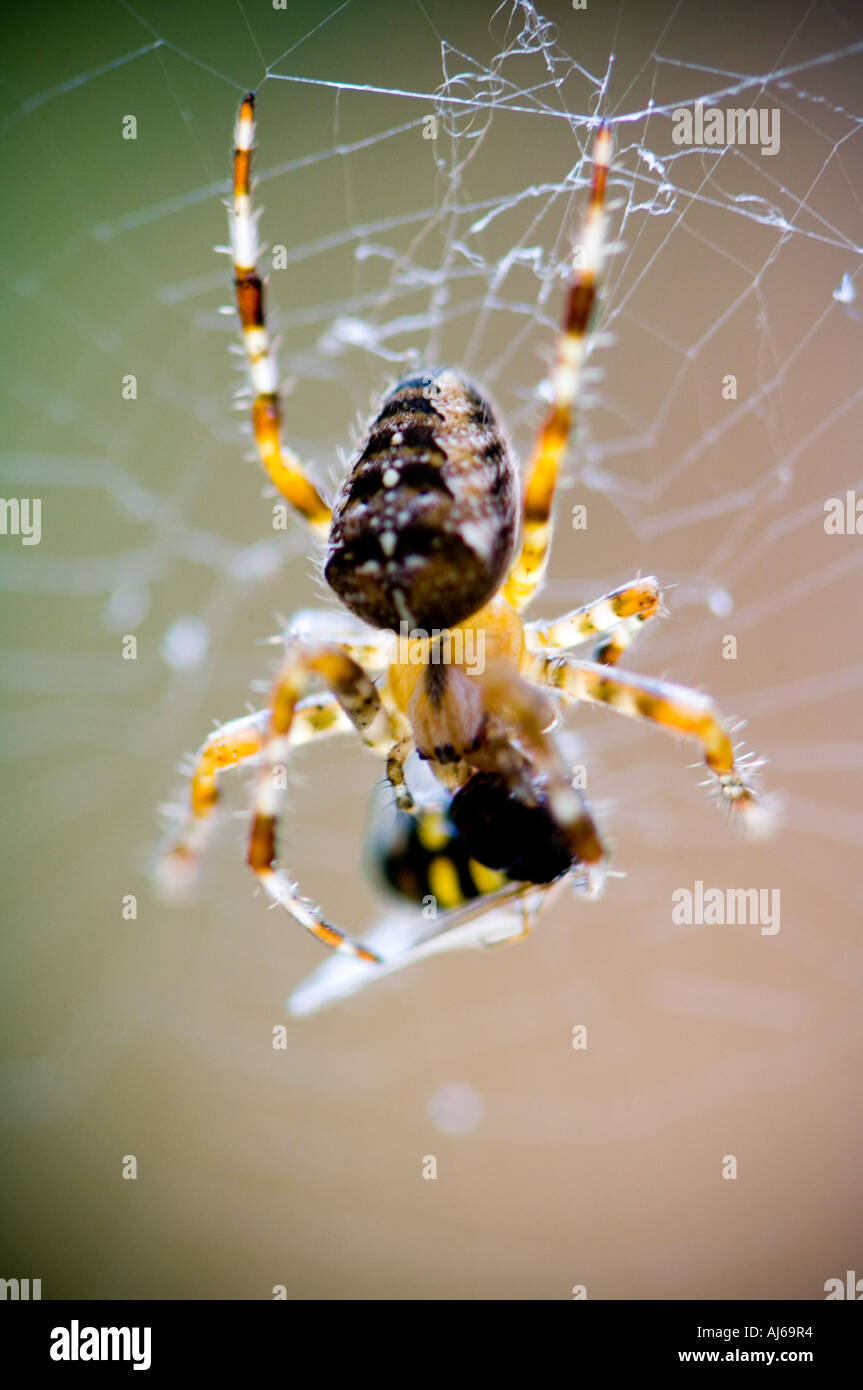 Spider eating a wasp caught in it's web Stock Photo - Alamy
