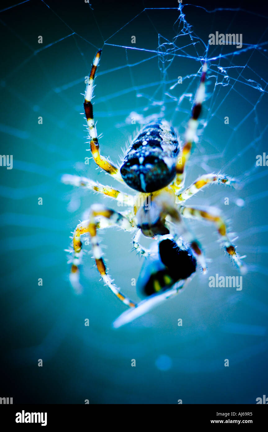 Spider eating a wasp caught in it's web Stock Photo - Alamy