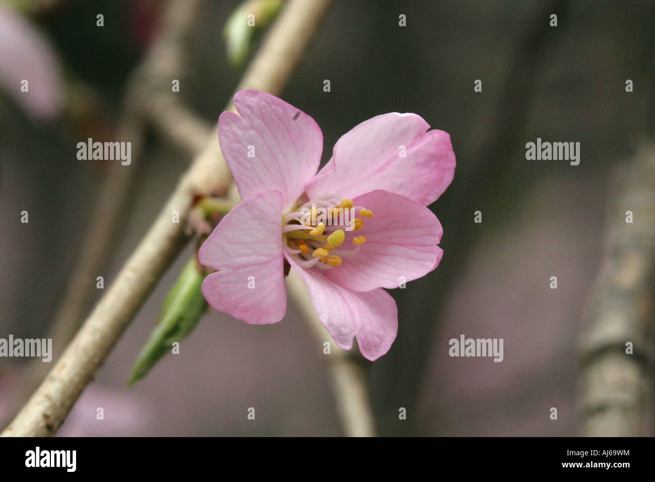 Weeping Cherry at Rikugien Gardens Tokyo Japan Stock Photo Alamy