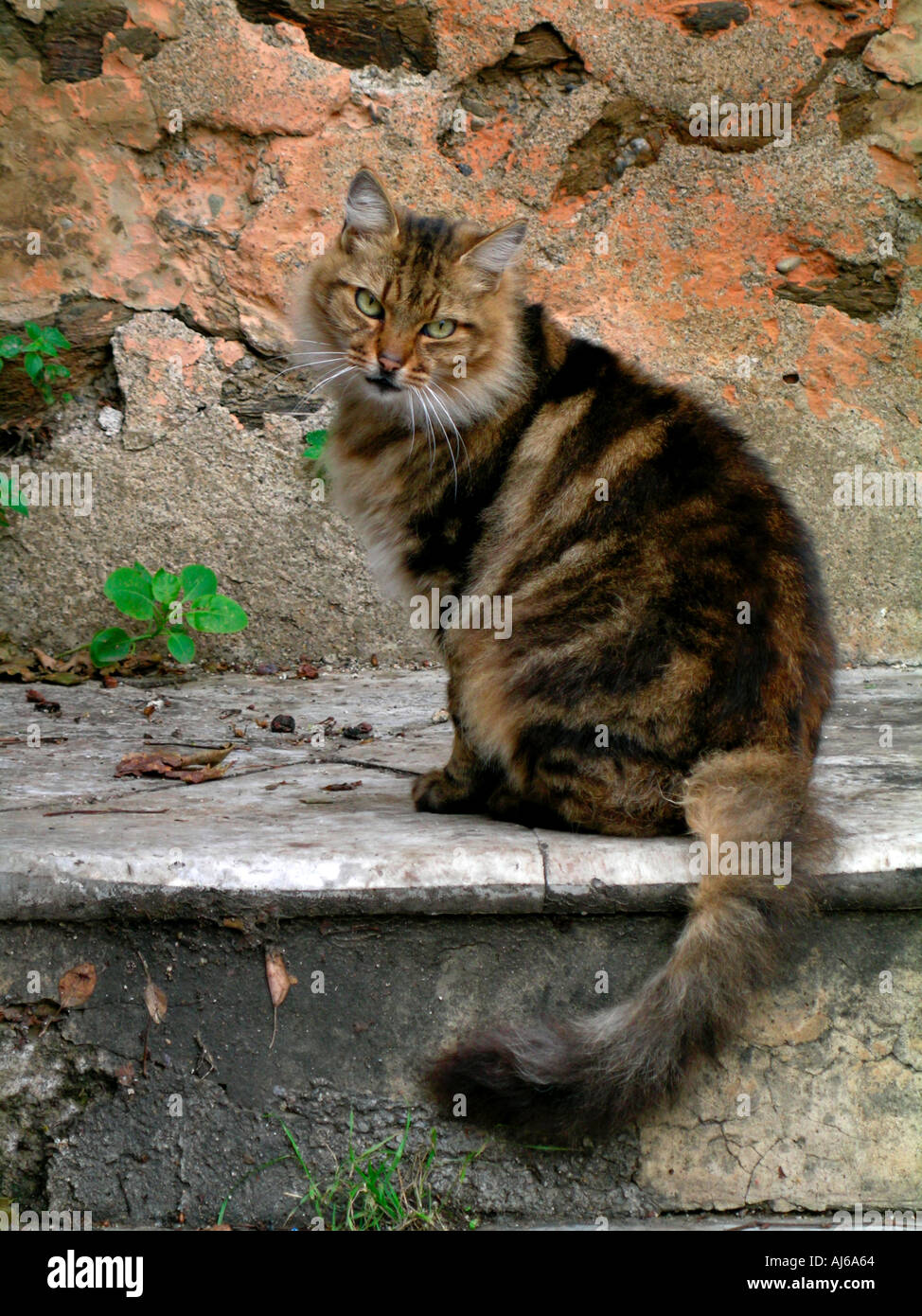 cat is sitting on a stair of stone Stock Photo - Alamy