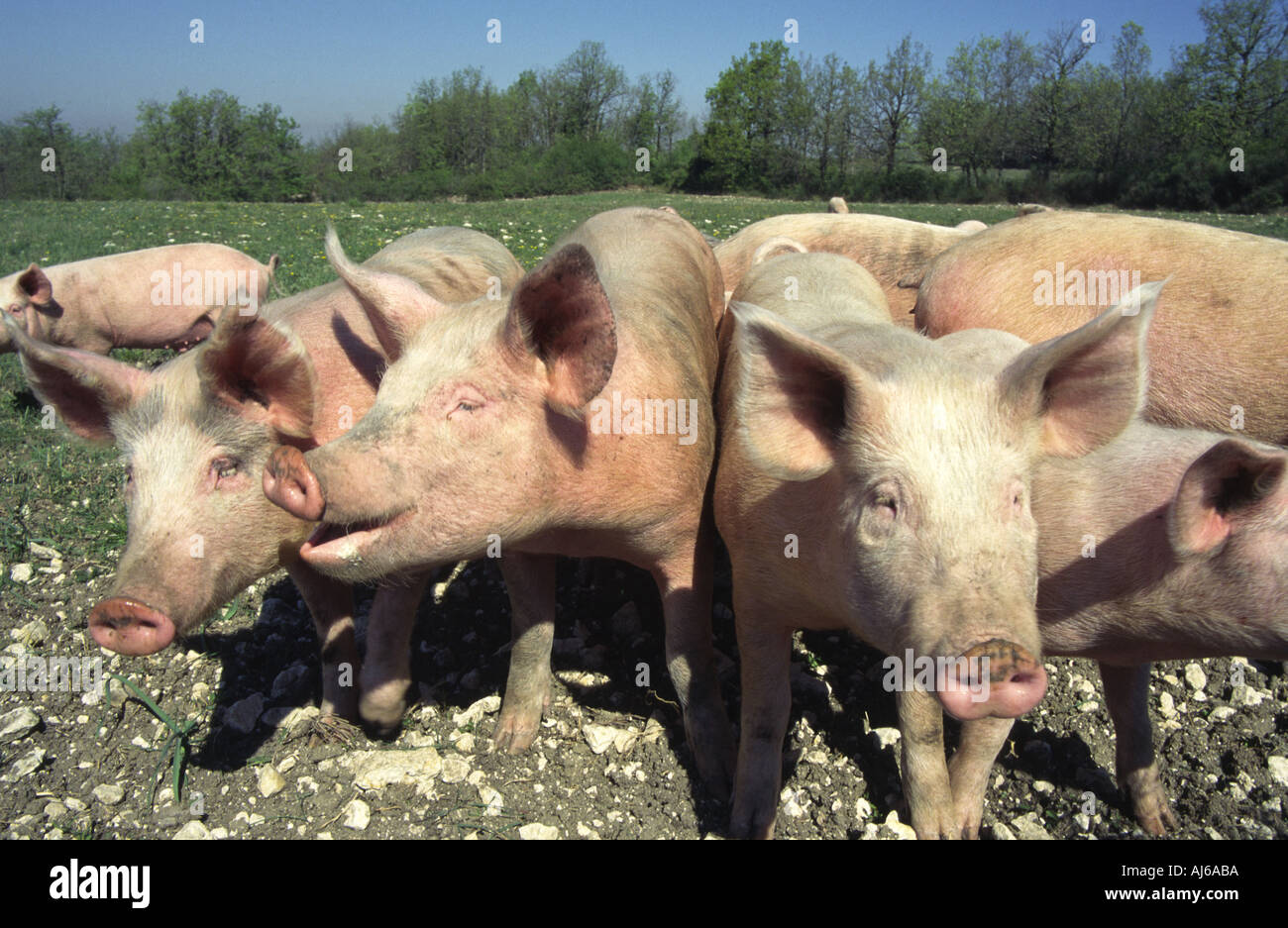 free running pigs on a spring meadow looking curiously Stock Photo