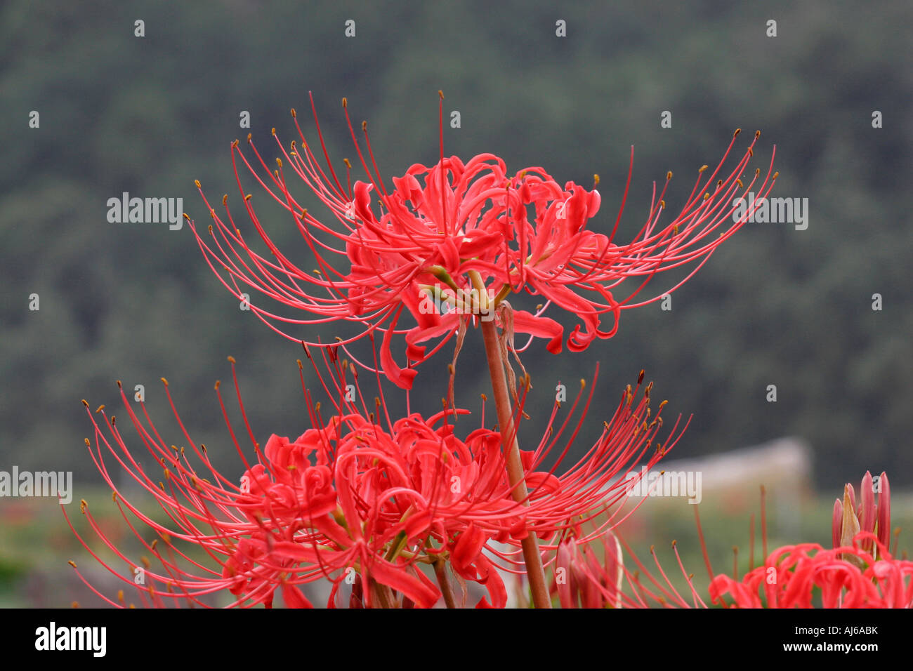 Red Spider Lilly in a Countryside of Japan Stock Photo