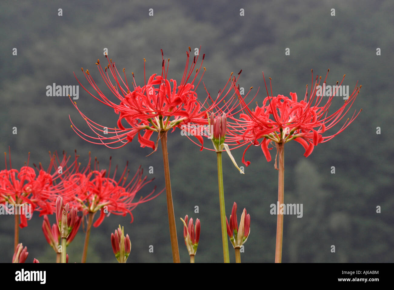Red Spider Lilly in a Countryside of Japan Stock Photo