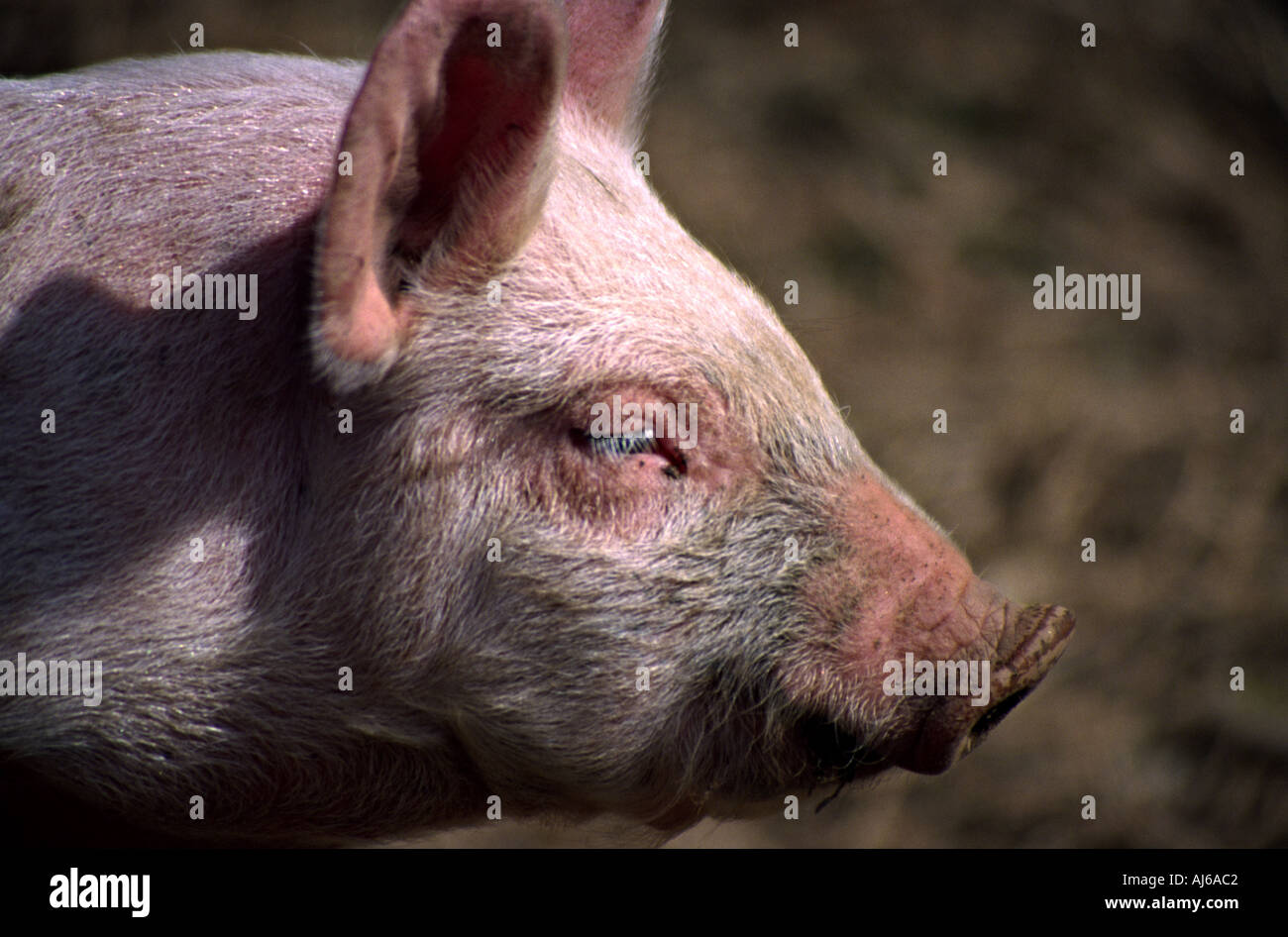 yuong pig head in profile Stock Photo - Alamy