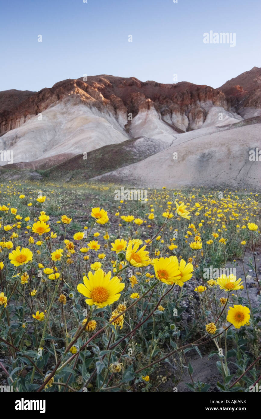 Desert sunflower aka desert gold (Gerea canescens) in bloom at Death Valley National Park