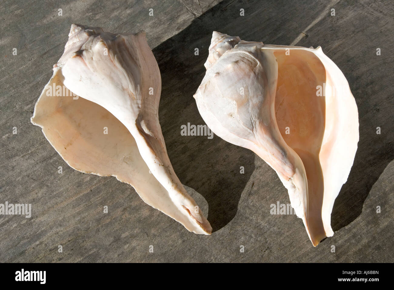 Left and right spiraling shells. Clockwise and counterclockwise shell spiral. Stock Photo