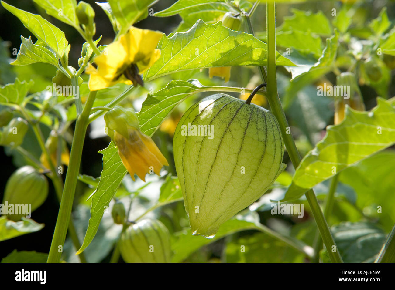 Tomatillo plants with fruits and flowers. Stock Photo