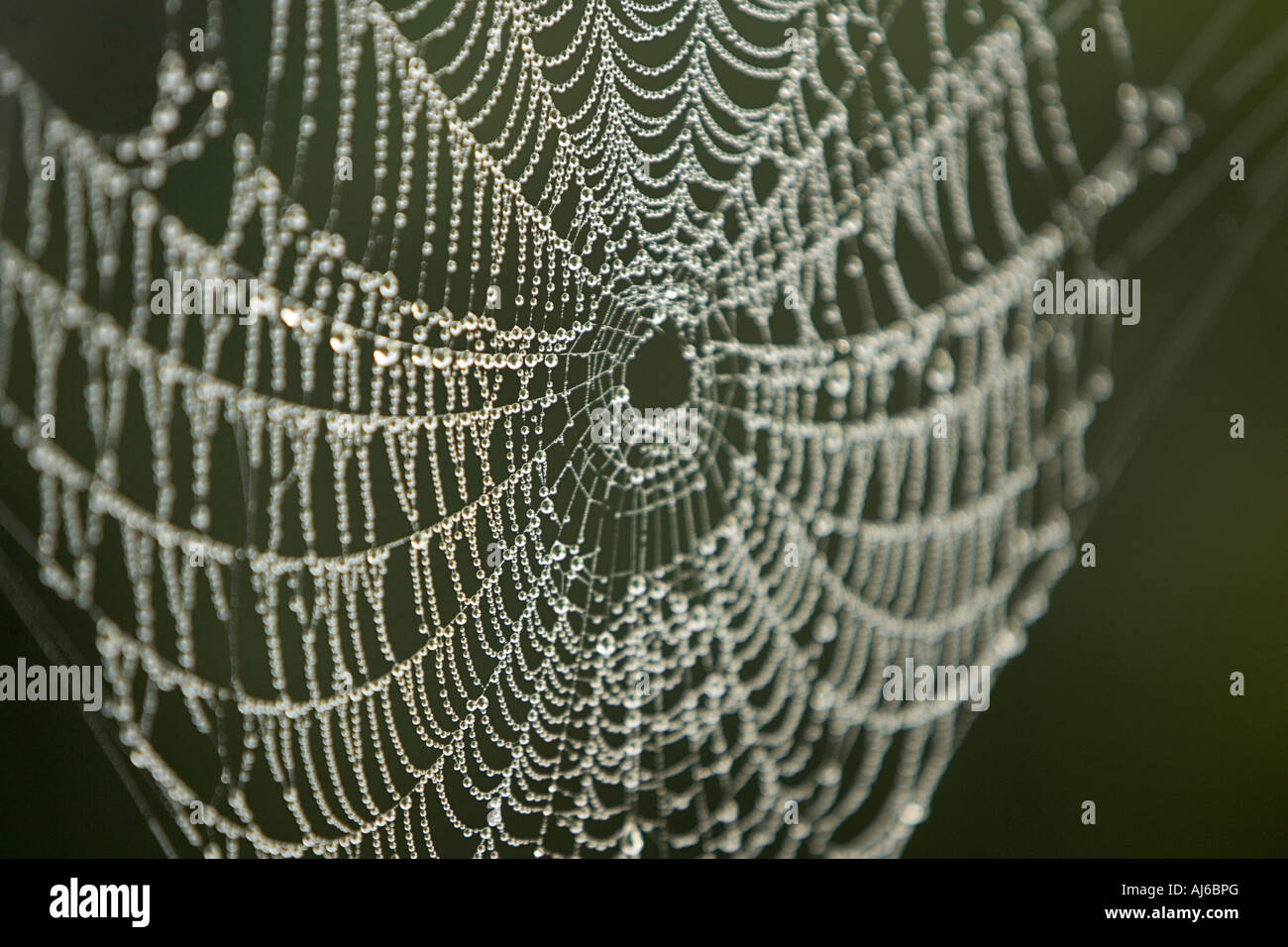 The web hi-res stock photography and images - Alamy