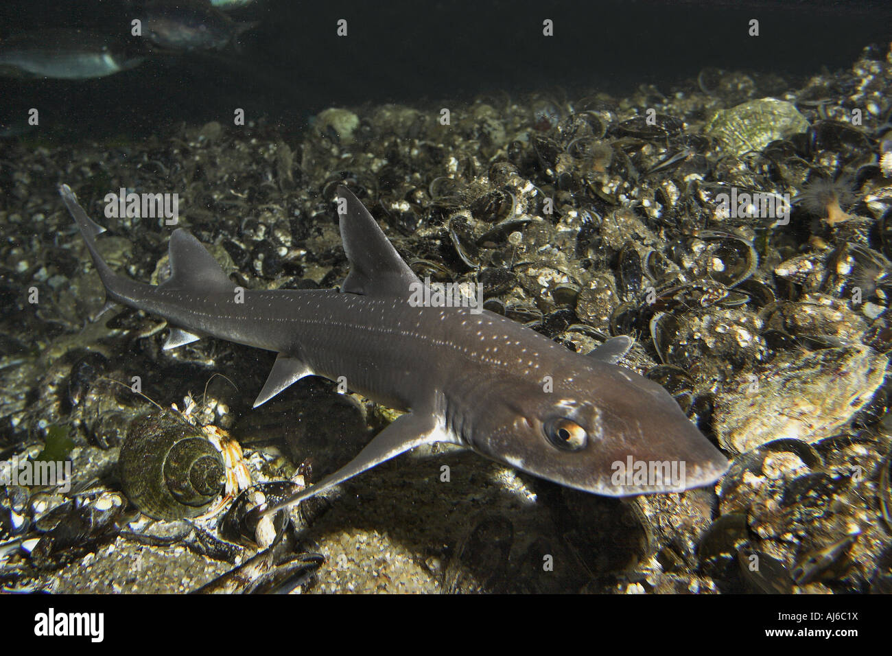hound shark (Mustelus asterias), swimming above seabed Stock Photo