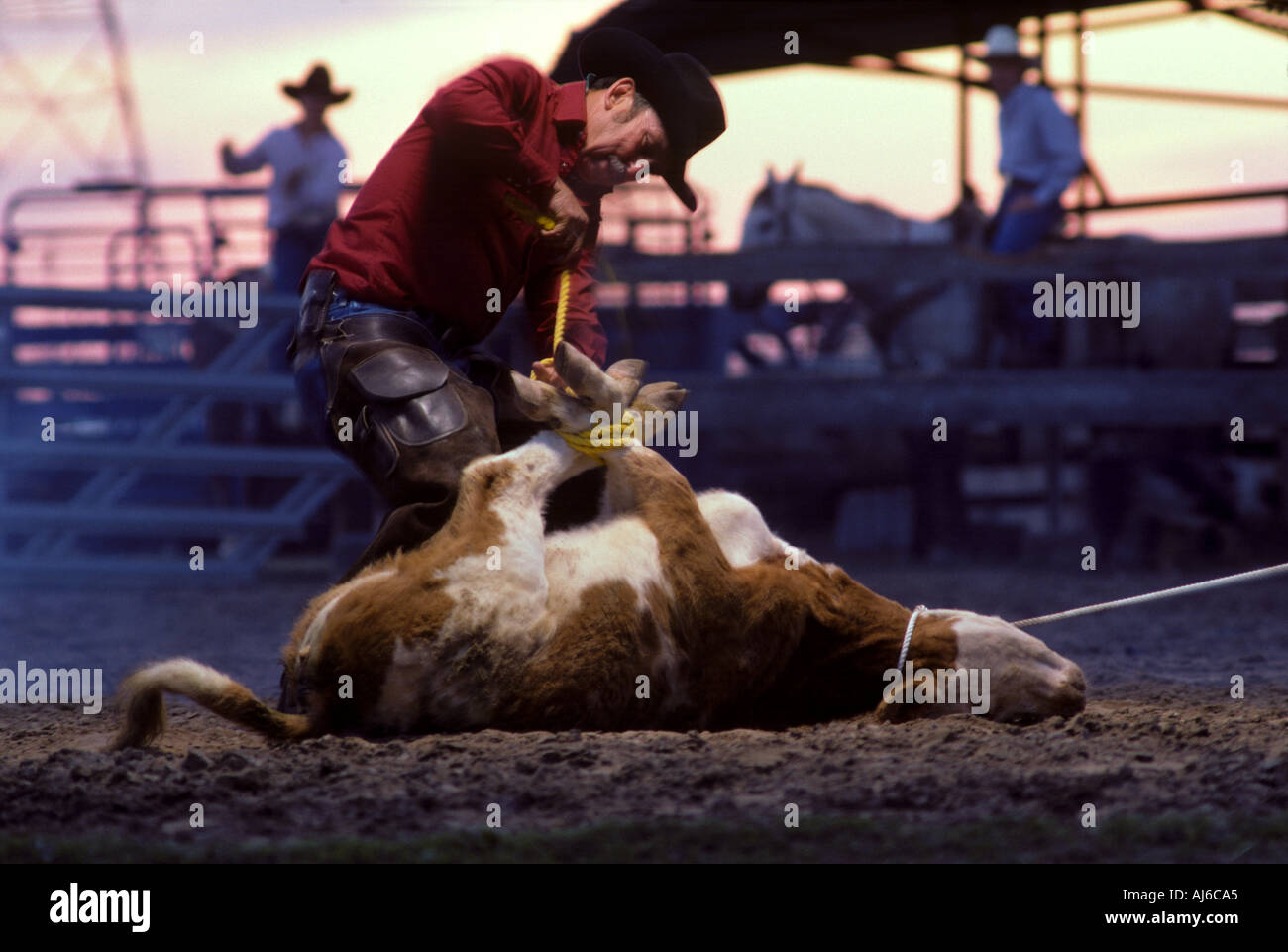 Cowboy roping calf Stock Photo Alamy