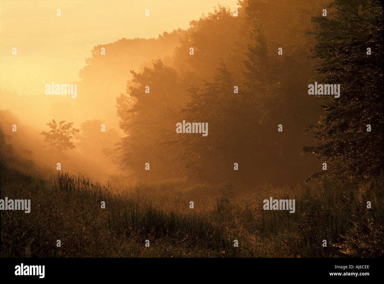Trees along roadway in early morning fog Stock Photo - Alamy
