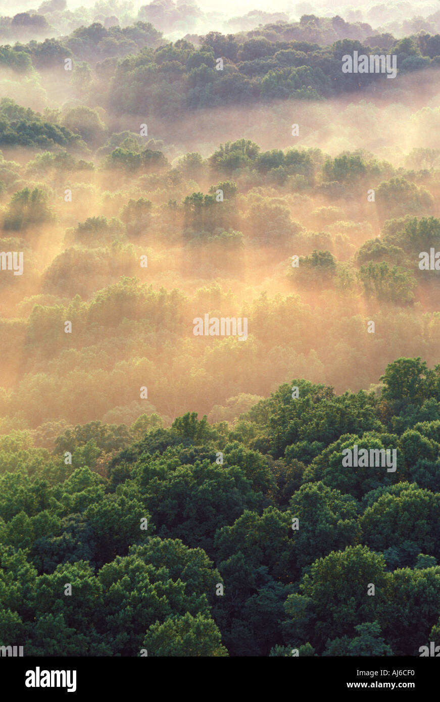 Aerial view of trees shrouded in morning fog Stock Photo - Alamy