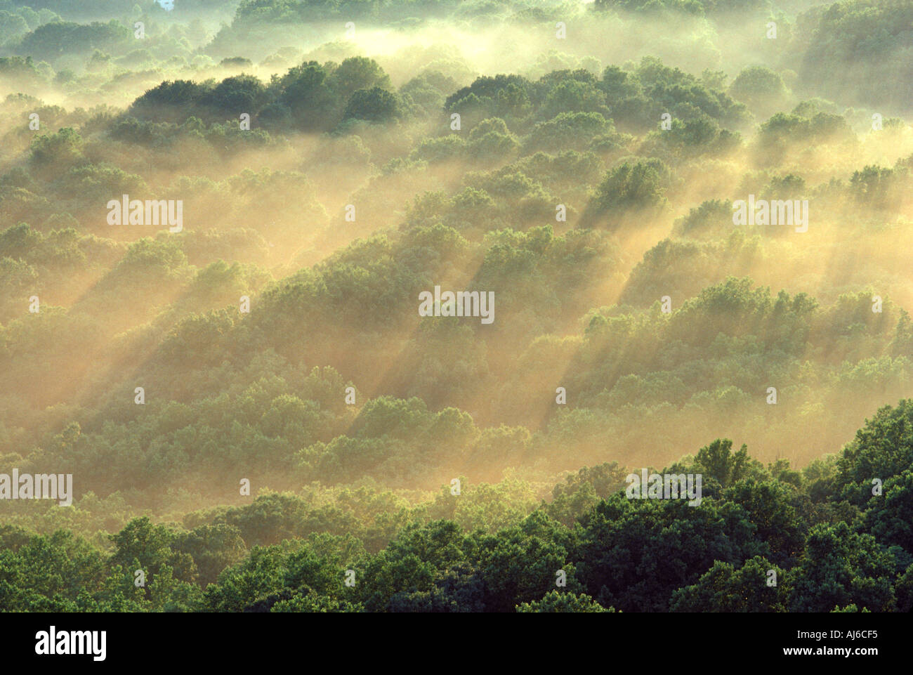Aerial view of trees shrouded in morning fog Stock Photo - Alamy