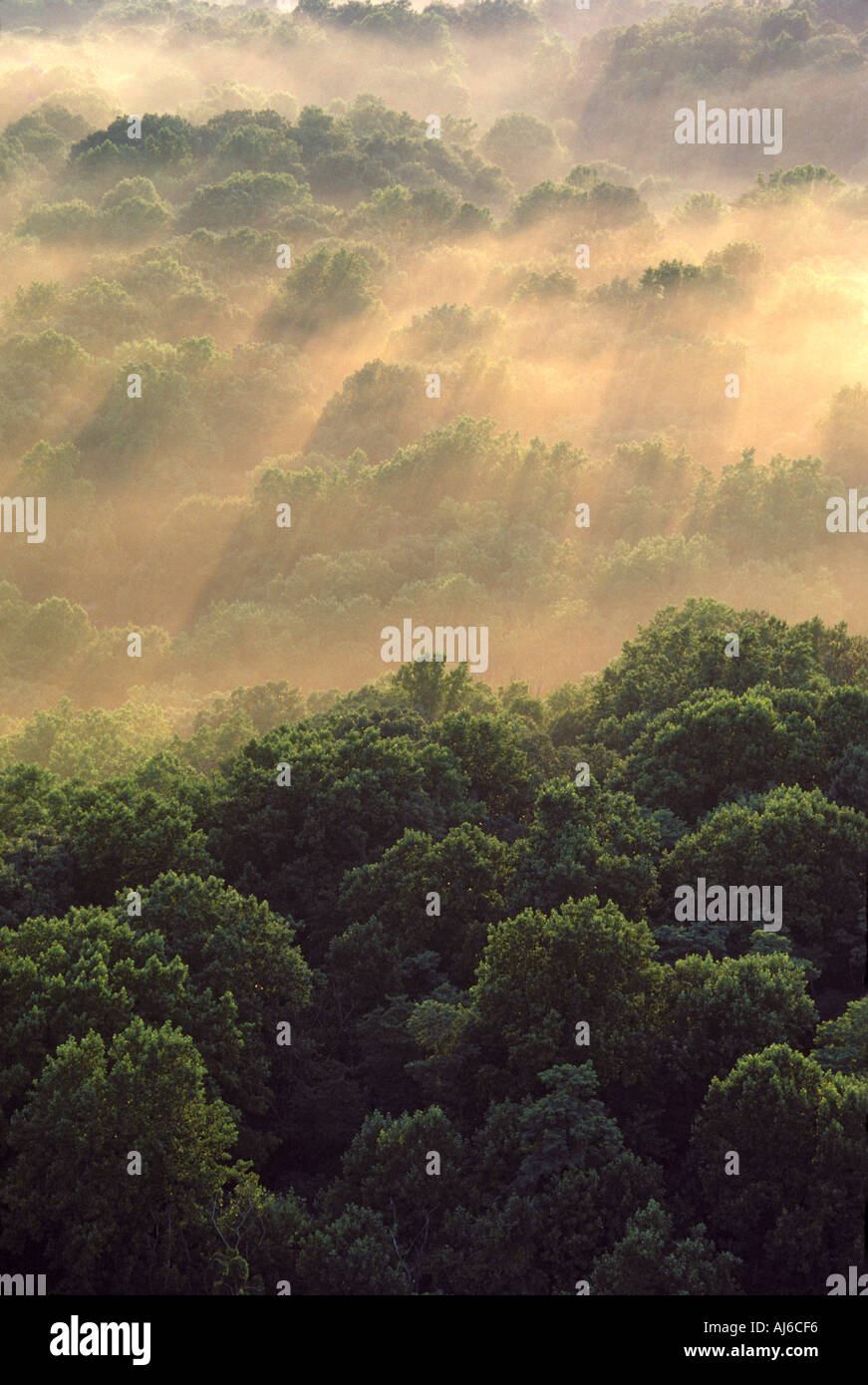 Aerial view of trees shrouded in morning fog Stock Photo - Alamy
