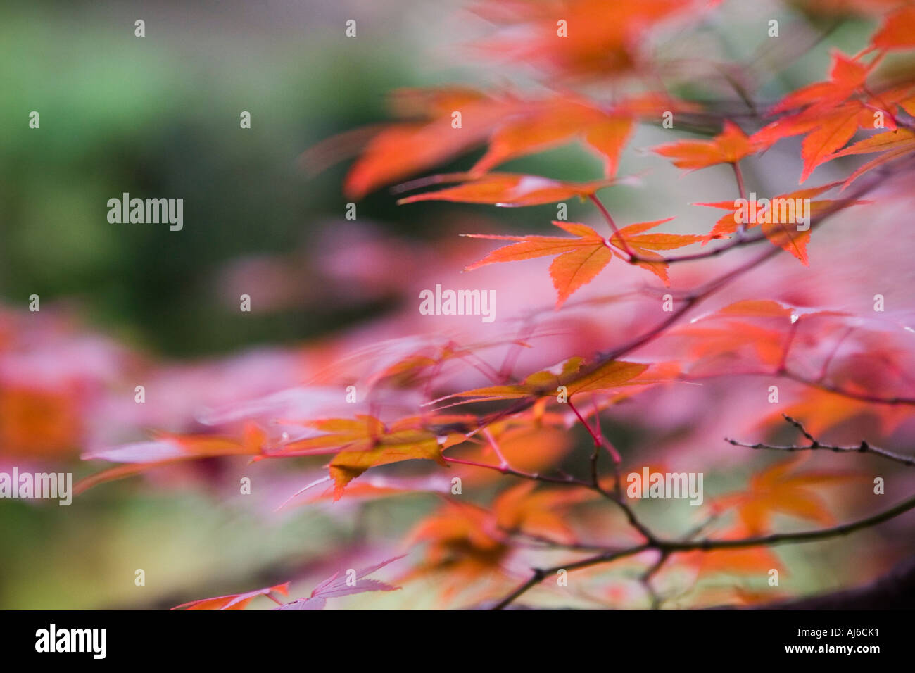 Japanese maple (Acer palmatum) detail in autumn colors at Daisenin