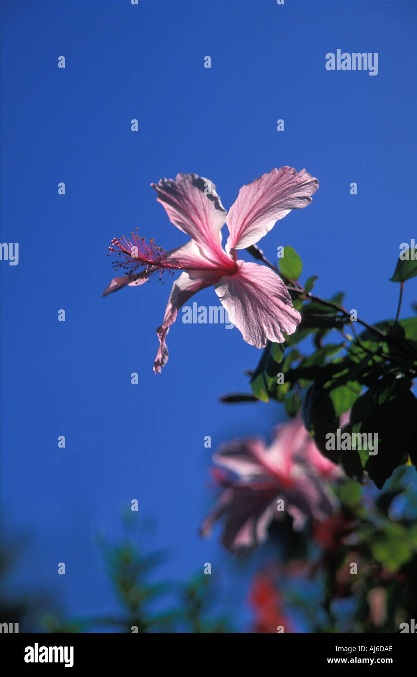Perfect pink hibiscus flowers and blue sky Bora Bora Stock Photo - Alamy