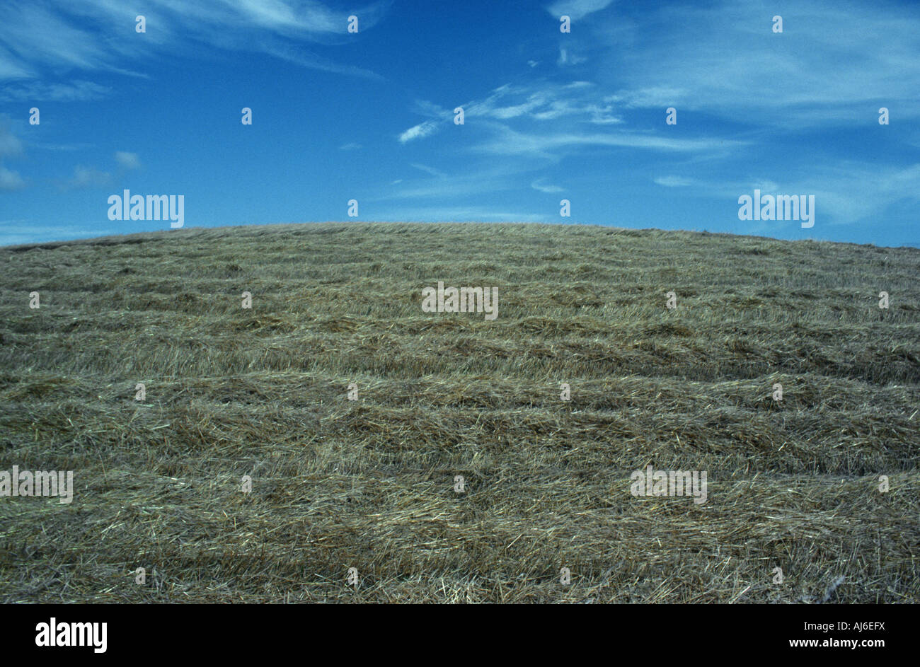 grain field after harvesting, Germany Stock Photo - Alamy