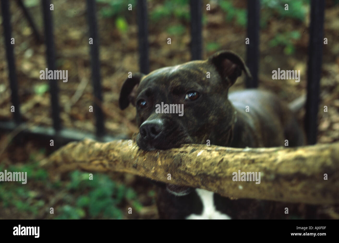Pit Bull Terrier Biting Stick Stock Photo