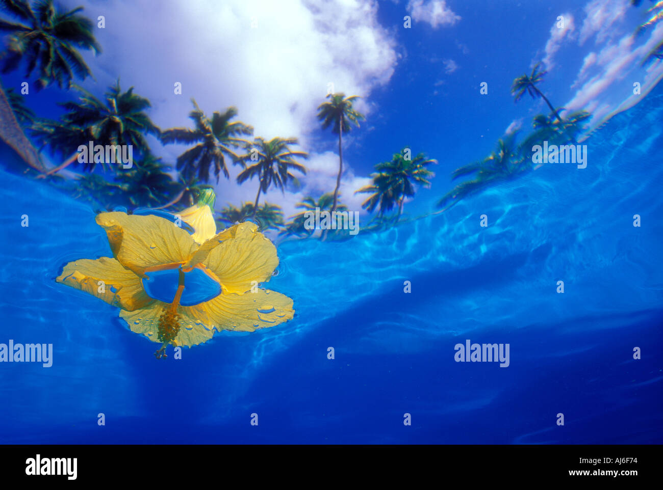 Underwater view of hibiscus flower floating in swimming pool on the