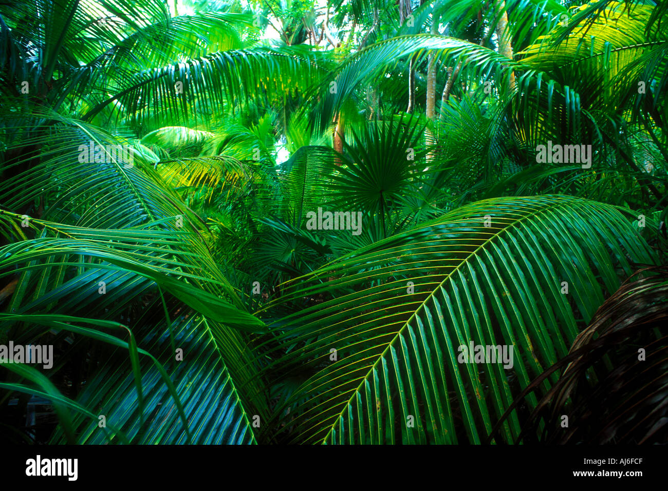 Dense coconut palm trees and tropical vegetation in Belize Caribbean