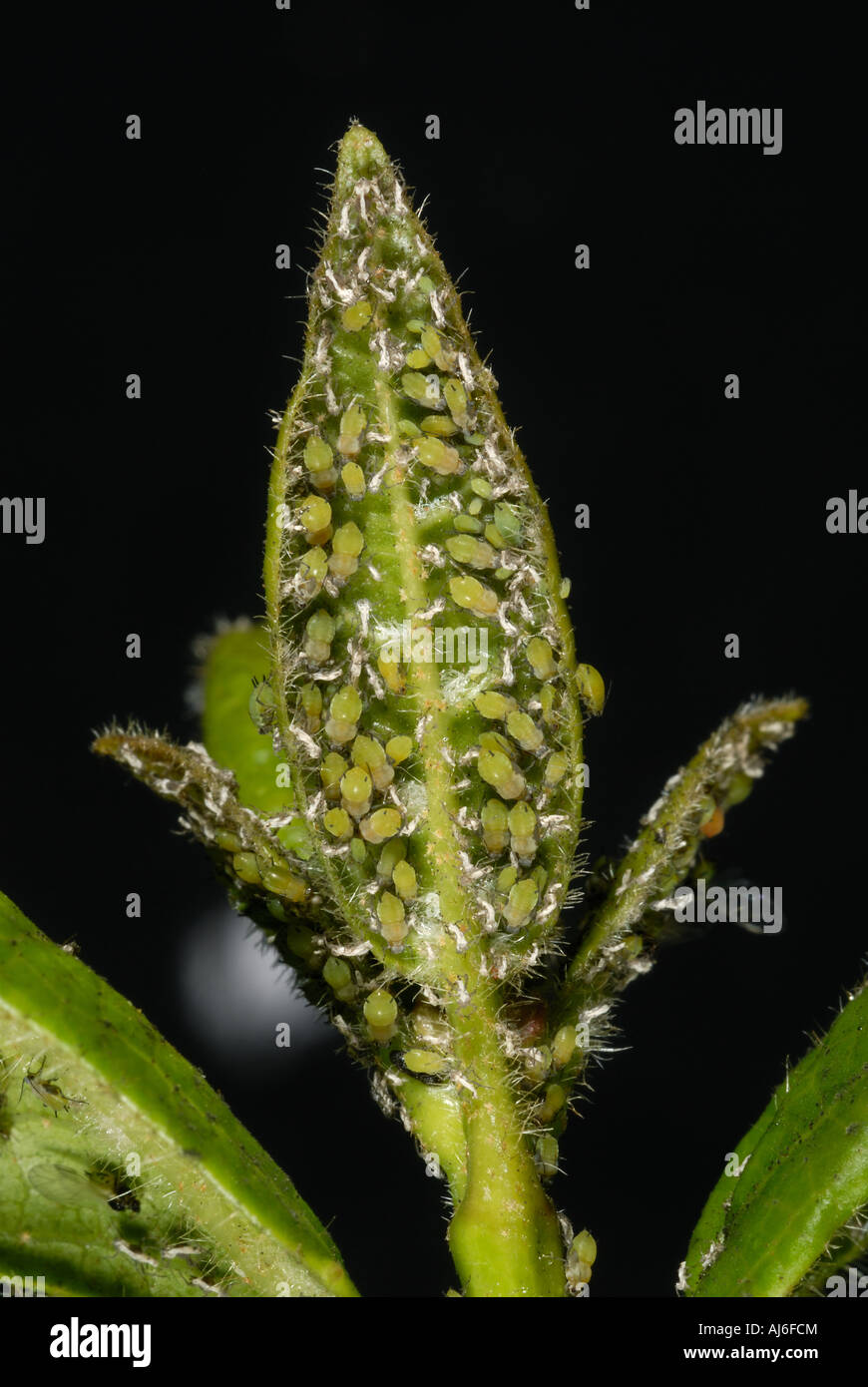 An unidentified aphid infestation on the underside of a Viburnum leaf